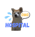 秋田犬睦子ⅱ（個別スタンプ：23）