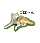 秋田犬睦子ⅱ（個別スタンプ：24）