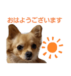 日常の会話 チワワ編（個別スタンプ：1）
