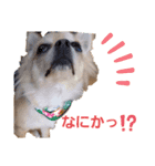 日常の会話 チワワ編（個別スタンプ：5）