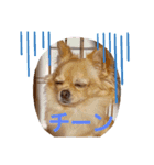 日常の会話 チワワ編（個別スタンプ：6）