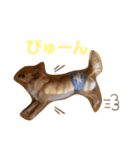 日常の会話 チワワ編（個別スタンプ：9）