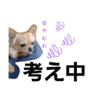 日常の会話 チワワ編（個別スタンプ：10）