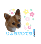 日常の会話 チワワ編（個別スタンプ：16）