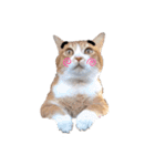 猫バラエティパック4（個別スタンプ：11）