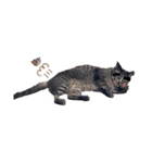 猫バラエティパック4（個別スタンプ：26）