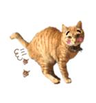 猫バラエティパック3（個別スタンプ：9）