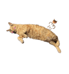 猫バラエティパック3（個別スタンプ：15）