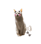猫バラエティパック3（個別スタンプ：18）