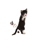 猫バラエティパック3（個別スタンプ：25）