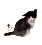 猫バラエティパック3（個別スタンプ：26）