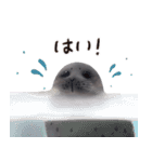 ワモンアザラシシェリーの日常(日本語Ver.)（個別スタンプ：1）