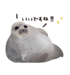 ワモンアザラシシェリーの日常(日本語Ver.)（個別スタンプ：28）