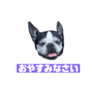 ボストンテリアウメのスタンプ（個別スタンプ：8）