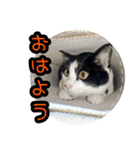 ハチワレ子猫④（個別スタンプ：1）