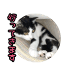 ハチワレ子猫④（個別スタンプ：3）