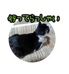 ハチワレ子猫④（個別スタンプ：4）