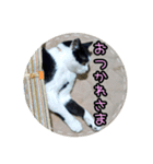 ハチワレ子猫④（個別スタンプ：9）