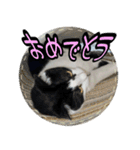 ハチワレ子猫④（個別スタンプ：10）