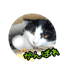 ハチワレ子猫④（個別スタンプ：12）