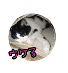 ハチワレ子猫④（個別スタンプ：14）