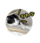 ハチワレ子猫④（個別スタンプ：18）