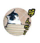 ハチワレ子猫④（個別スタンプ：25）