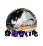 ハチワレ子猫④（個別スタンプ：27）