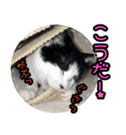 ハチワレ子猫④（個別スタンプ：30）