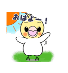 オカメのメイちゃん。（個別スタンプ：1）