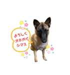 雑種犬ゆずのスタンプ(日常使い)（個別スタンプ：8）