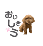 おとぼけといぷー2（個別スタンプ：12）