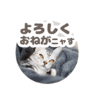 猫のスズのスタンプ（個別スタンプ：1）