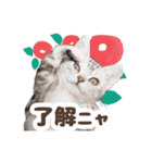 猫のスズのスタンプ（個別スタンプ：2）