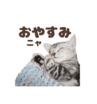 猫のスズのスタンプ（個別スタンプ：4）