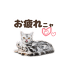猫のスズのスタンプ（個別スタンプ：5）