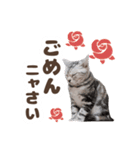 猫のスズのスタンプ（個別スタンプ：7）