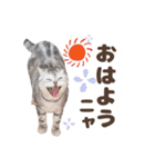 猫のスズのスタンプ（個別スタンプ：8）