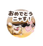 猫のスズのスタンプ（個別スタンプ：9）