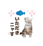猫のスズのスタンプ（個別スタンプ：11）