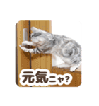 猫のスズのスタンプ（個別スタンプ：15）