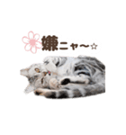 猫のスズのスタンプ（個別スタンプ：16）