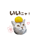 猫のスズのスタンプ（個別スタンプ：17）