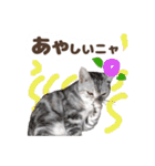猫のスズのスタンプ（個別スタンプ：18）