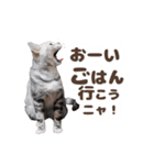 猫のスズのスタンプ（個別スタンプ：19）