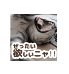 猫のスズのスタンプ（個別スタンプ：21）