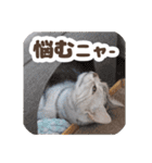 猫のスズのスタンプ（個別スタンプ：22）