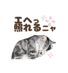猫のスズのスタンプ（個別スタンプ：23）