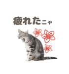 猫のスズのスタンプ（個別スタンプ：24）
