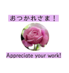 英語と薔薇と日本語と（個別スタンプ：4）